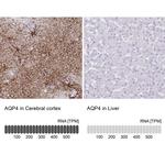 Aquaporin 4 Antibody