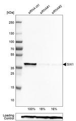 SIX1 Antibody