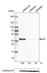 SIX1 Antibody in Western Blot (WB)