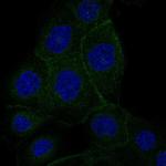 VANGL1 Antibody in Immunocytochemistry (ICC/IF)