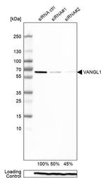 VANGL1 Antibody in Western Blot (WB)