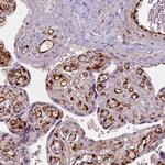 WWTR1 Antibody in Immunohistochemistry (IHC)