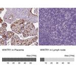 WWTR1 Antibody