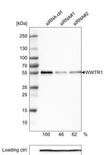 WWTR1 Antibody in Western Blot (WB)