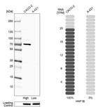 TCF2 Antibody in Western Blot (WB)