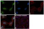 REST Antibody in Immunocytochemistry (ICC/IF)