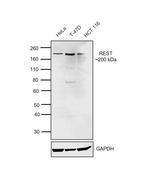 REST Antibody in Western Blot (WB)