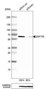 ZNF703 Antibody