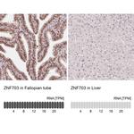 ZNF703 Antibody in Immunohistochemistry (IHC)