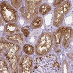 SLC22A2 Antibody in Immunohistochemistry (IHC)