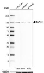 DIAPH2 Antibody