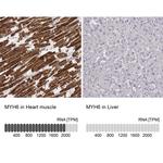 MYH6 Antibody in Immunohistochemistry (IHC)