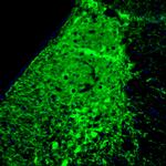 Norepinephrine Transporter Antibody in Immunohistochemistry (IHC)