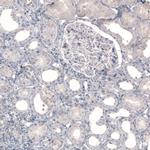 Norepinephrine Transporter Antibody in Immunohistochemistry (IHC)