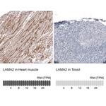 Laminin alpha-2 Antibody