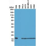 Histone H2A Antibody in Western Blot (WB)