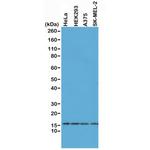 Histone H2A.X Antibody in Western Blot (WB)