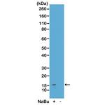 H2A.ZK7ac Antibody in Western Blot (WB)