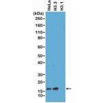 Histone H3.3 Antibody in Western Blot (WB)