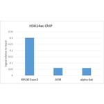 H3K14ac Antibody in ChIP Assay (ChIP)