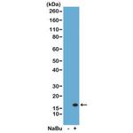 H3K14ac Antibody in Western Blot (WB)