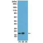 H3K23ac Antibody in Western Blot (WB)