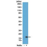 H3K36ac Antibody in Western Blot (WB)