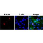 Histone H3 Antibody in Immunocytochemistry (ICC/IF)