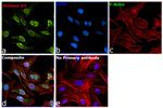 Histone H3 Antibody in Immunocytochemistry (ICC/IF)