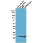 Histone H3 Antibody in Western Blot (WB)