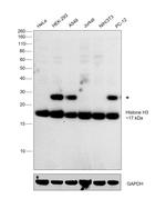 Histone H3 Antibody in Western Blot (WB)