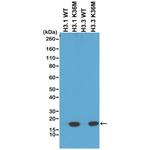 H3 K36M oncohistone mutant Antibody in Western Blot (WB)