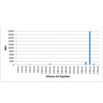 H3K79me1 Antibody in Luminex (LUM)