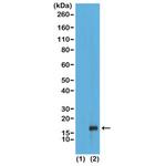 H3K79me1 Antibody in Western Blot (WB)