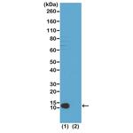 H4K20me3 Antibody in Western Blot (WB)