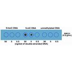 5-Methylcytosine Antibody in Dot Blot (DB)