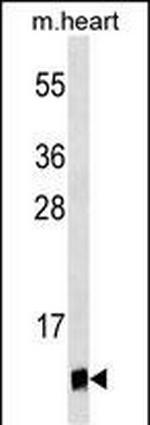 UBL5 Antibody in Western Blot (WB)