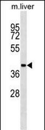 AHCY Antibody in Western Blot (WB)