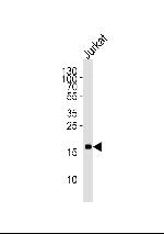 MAFK Antibody in Western Blot (WB)