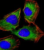 HINT1 Antibody in Immunocytochemistry (ICC/IF)