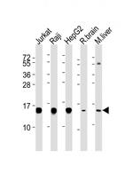 HINT1 Antibody in Western Blot (WB)