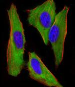 EEF1E1 Antibody in Immunocytochemistry (ICC/IF)