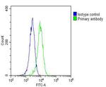 RAB20 Antibody in Flow Cytometry (Flow)