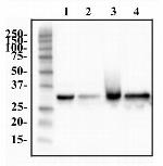 hnRNP A1 Antibody in Western Blot (WB)