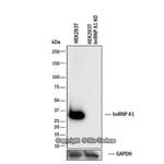 hnRNP A1 Antibody in Western Blot (WB)