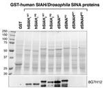 SIAH1/SIAH2 Antibody in Western Blot (WB)