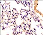 SCAF11 Antibody in Immunohistochemistry (Paraffin) (IHC (P))