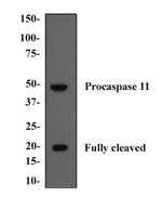 SCAF11 Antibody in Western Blot (WB)