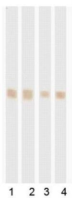 POLR2D Antibody in Western Blot (WB)