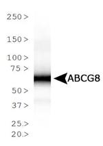 ABCG8 Antibody in Western Blot (WB)